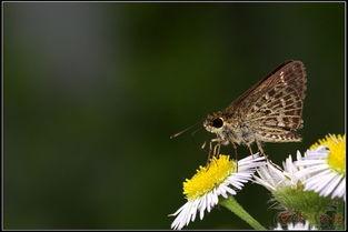 国产采精小蝴蝶,探寻自然之美与科技创新的完美融合